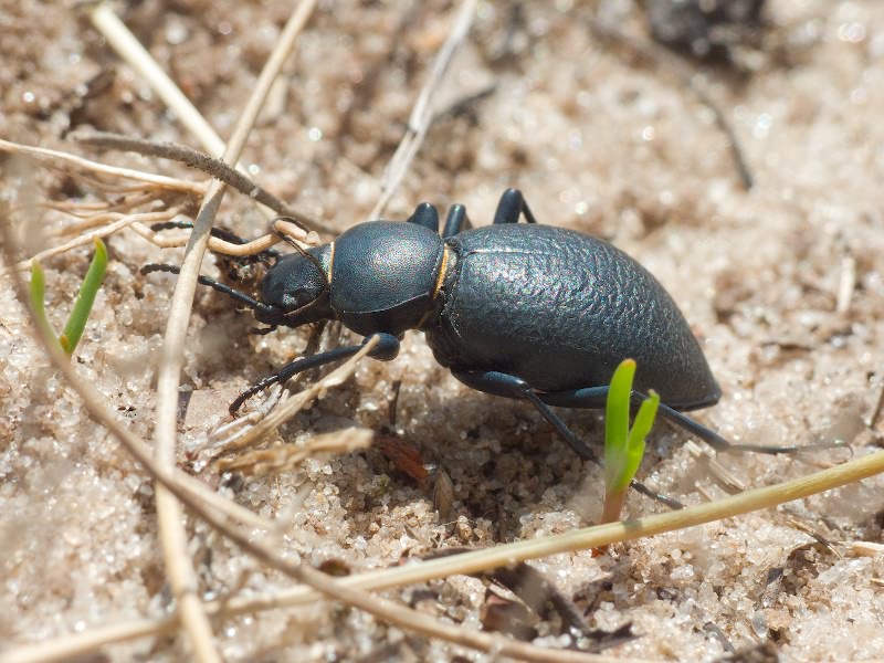 Tentyria nomas (Pallas, 1781)